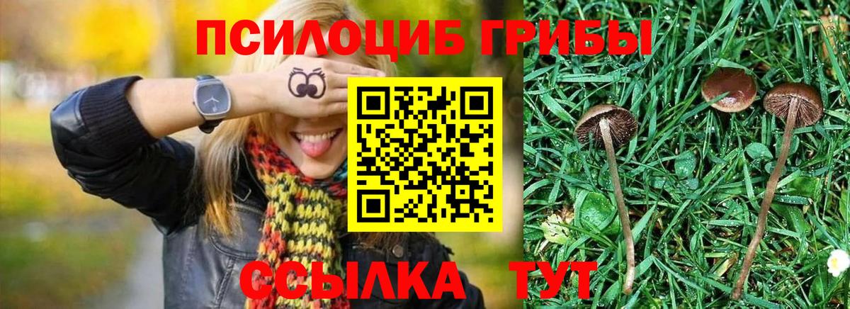 Псилоцибиновые грибы прущие грибы Чайковский